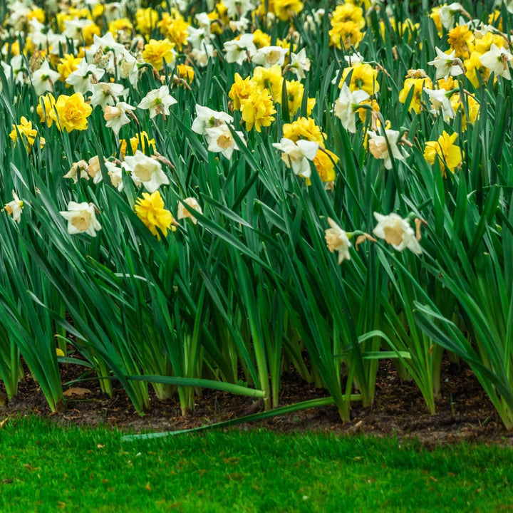 AcquaGarden Flowers Daffodil 'Mixed'
