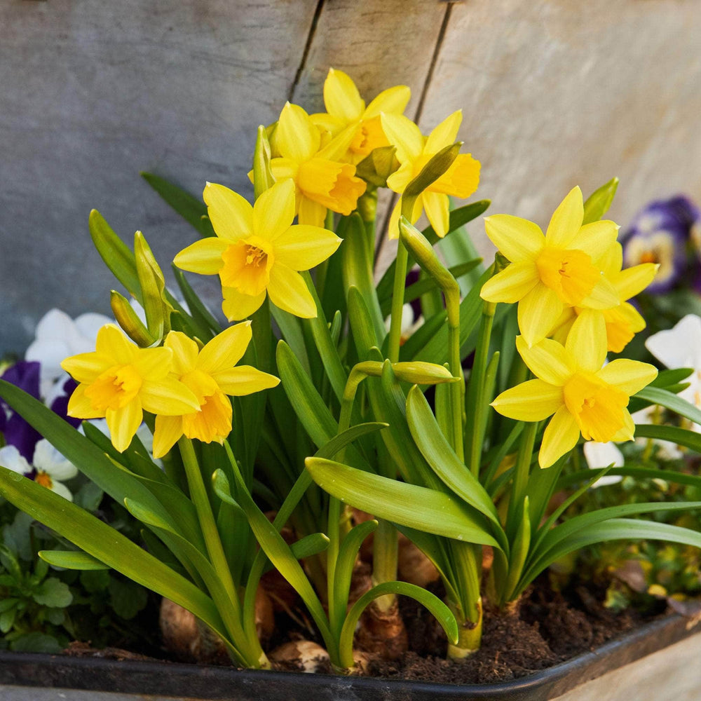 AcquaGarden Flowers Daffodil 'Tete a Tete'