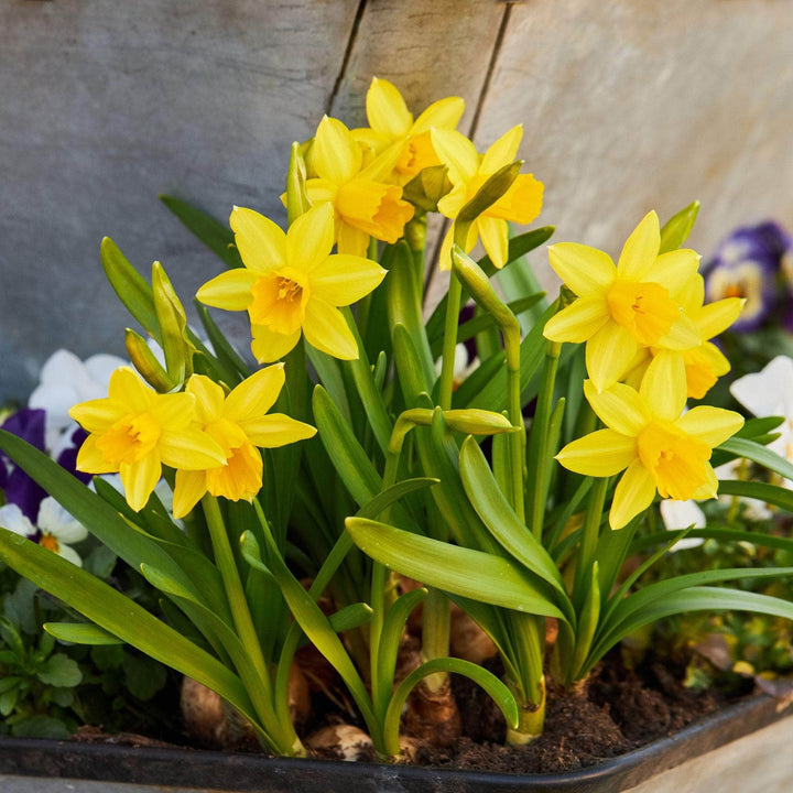 AcquaGarden Flowers Daffodil 'Tete a Tete'