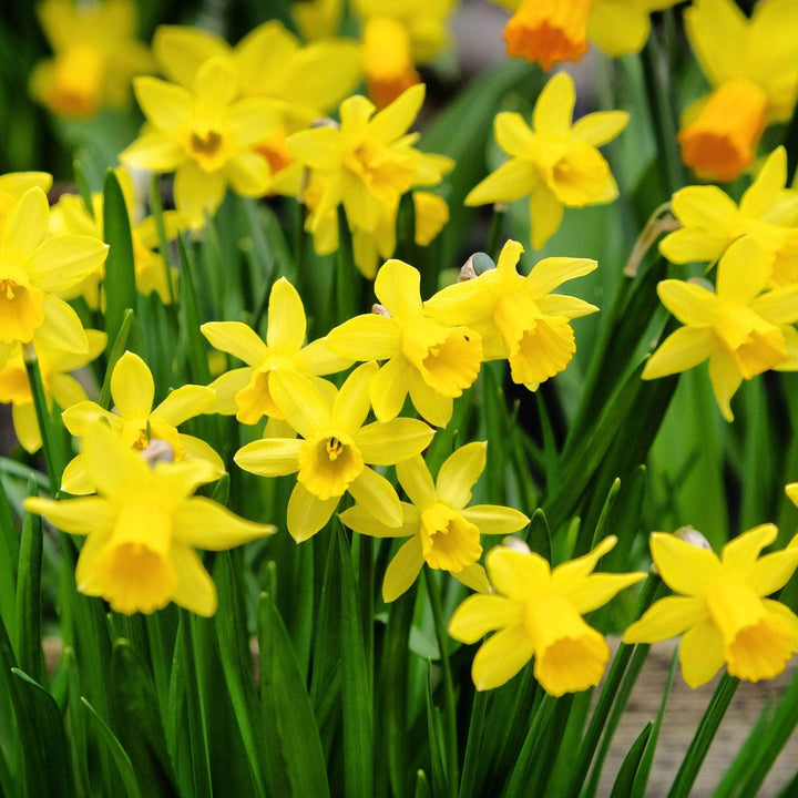 AcquaGarden Flowers Daffodil 'Tete a Tete'