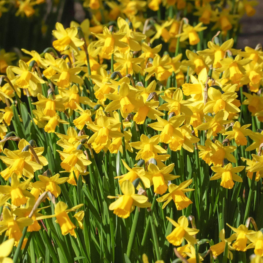 AcquaGarden Flowers Daffodil 'Tete a Tete'