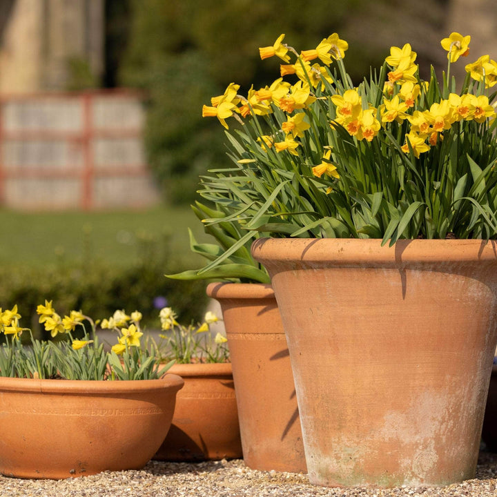 AcquaGarden Flowers Daffodil 'Tete a Tete'