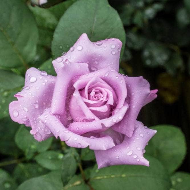 AcquaGarden Flowers Rose 'Blue Moon'