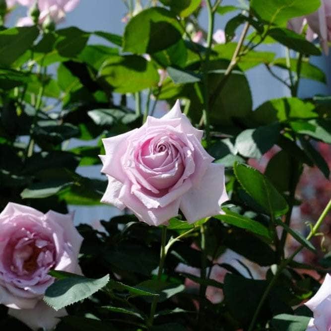 AcquaGarden Flowers Rose 'Blue Moon'