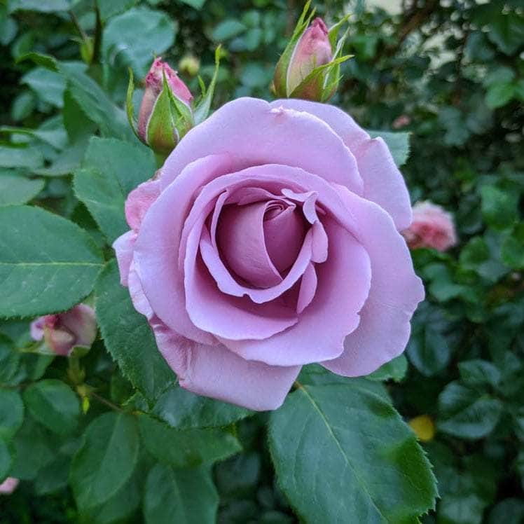 AcquaGarden Flowers Rose 'Blue Moon'