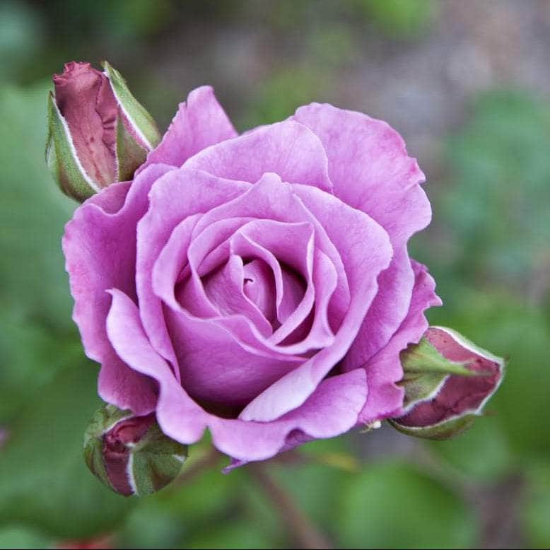 AcquaGarden Flowers Rose 'Blue Moon'
