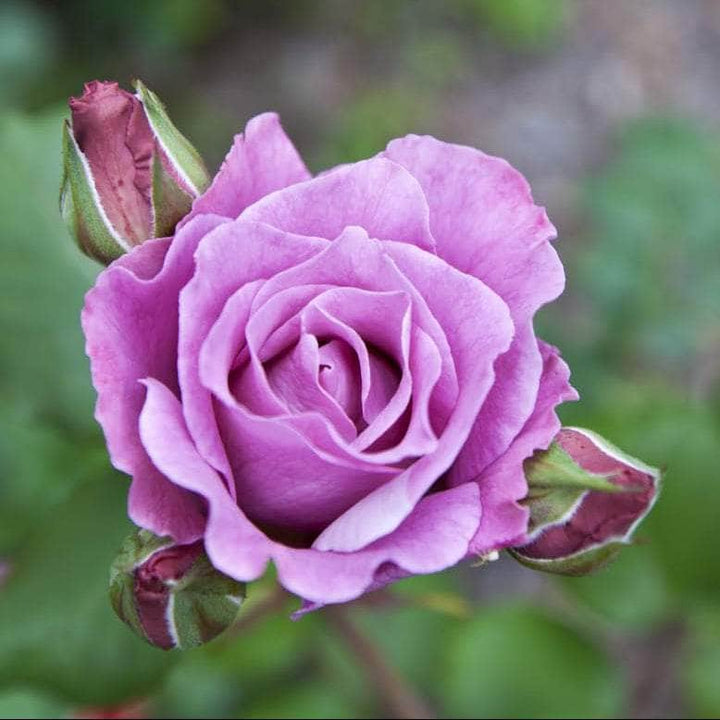 AcquaGarden Flowers Rose 'Blue Moon'