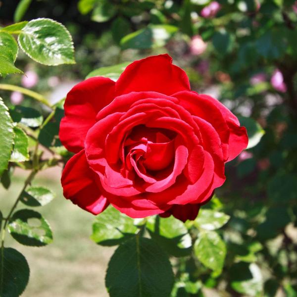 AcquaGarden Flowers Rose 'Dublin Bay'