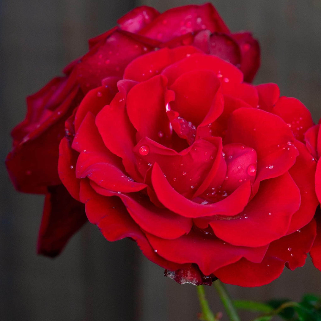 AcquaGarden Flowers Rose 'Dublin Bay'