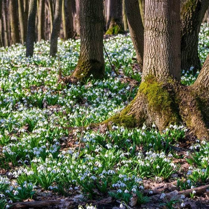AcquaGarden Flowers Snowdrop Galanthus 'Elwesii'