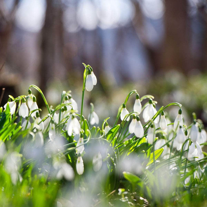 AcquaGarden Flowers Snowdrop Galanthus 'Elwesii'