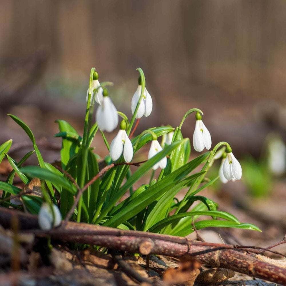 AcquaGarden Flowers Snowdrop Galanthus 'Elwesii'