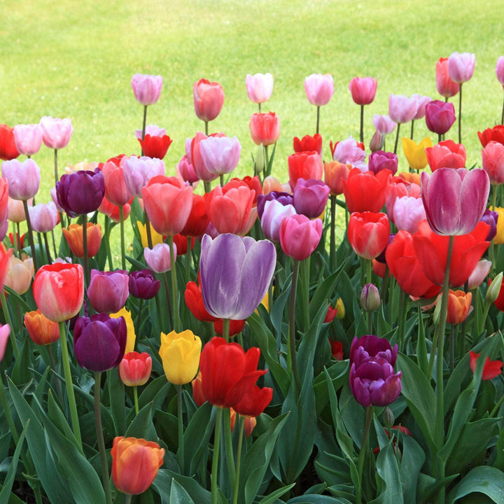 AcquaGarden Flowers Tulips 'Mixed'