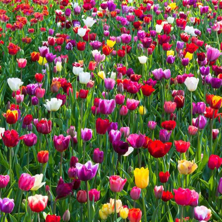 AcquaGarden Flowers Tulips 'Mixed'