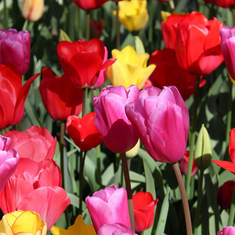 AcquaGarden Flowers Tulips 'Mixed'