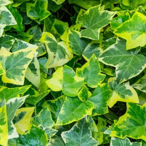 AcquaGarden Golden Variegated Ivy