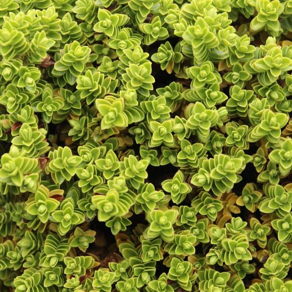 AcquaGarden Hebe ‘Maori Gem'