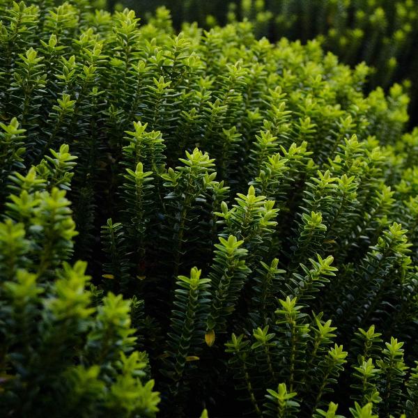 AcquaGarden Hebe ‘Maori Gem'