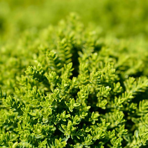 AcquaGarden Hebe ‘Maori Gem'