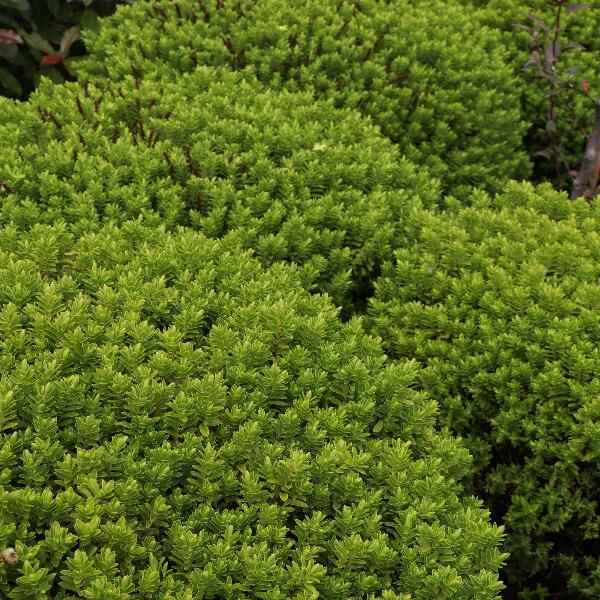 AcquaGarden Hebe ‘Maori Gem'
