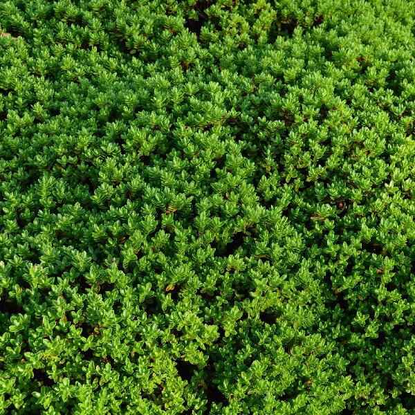 AcquaGarden Hebe ‘Maori Gem'