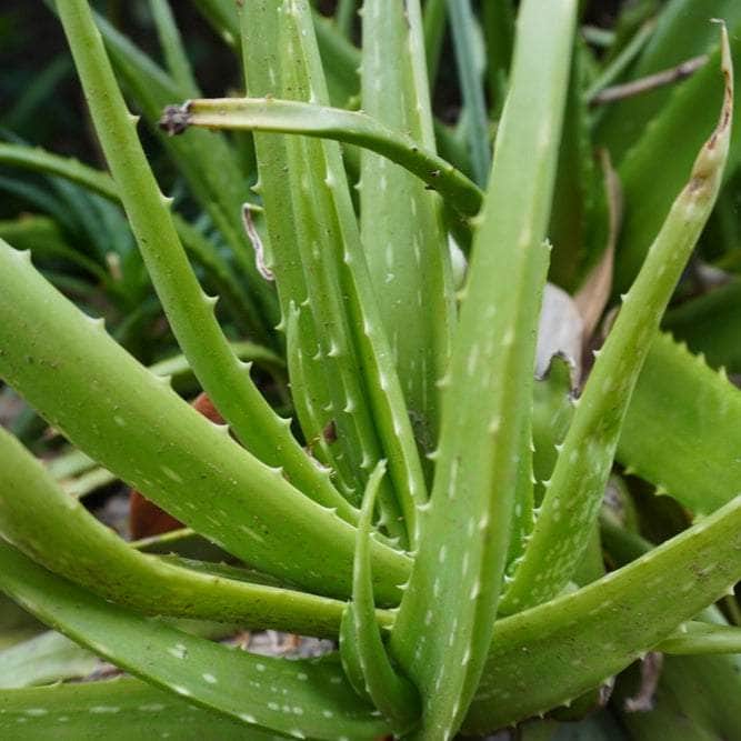 AcquaGarden Houseplants Aloe Vera Plant