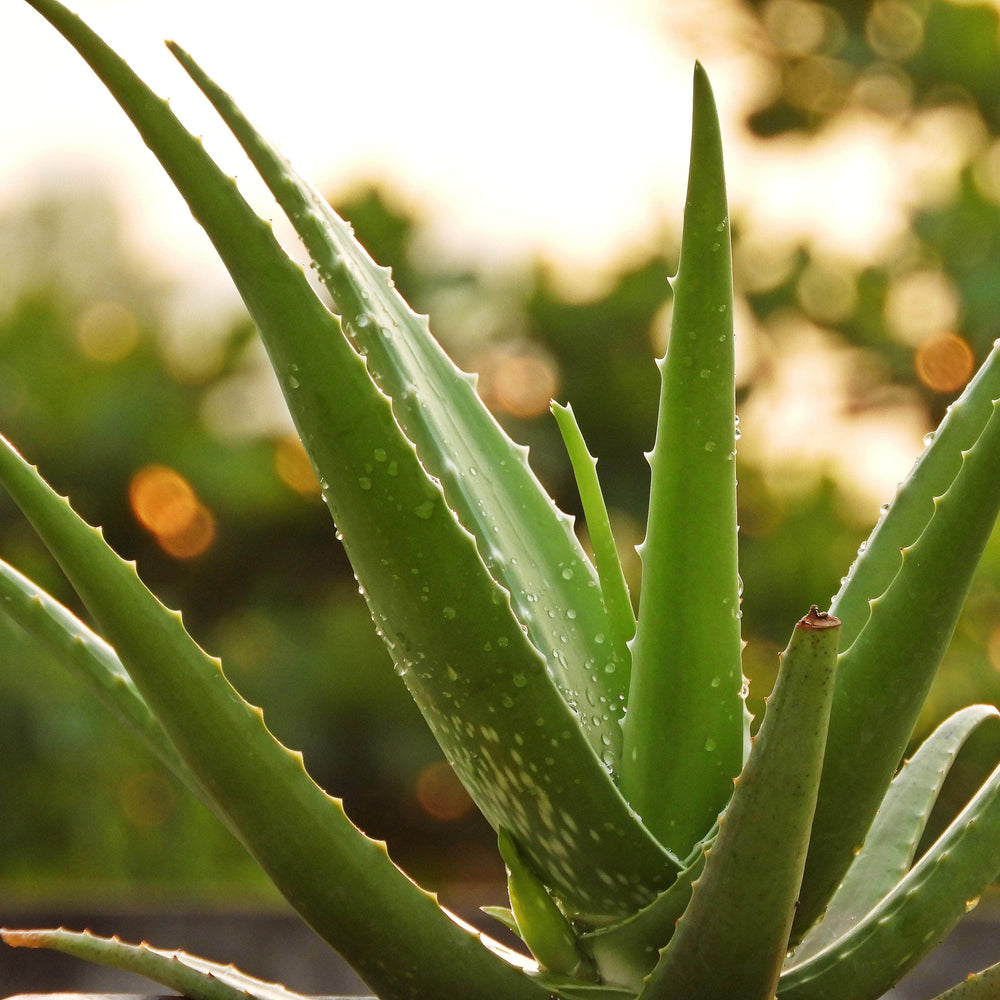 AcquaGarden Houseplants Aloe Vera Plant