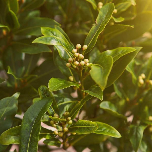 AcquaGarden Kitchen Bay Leaf