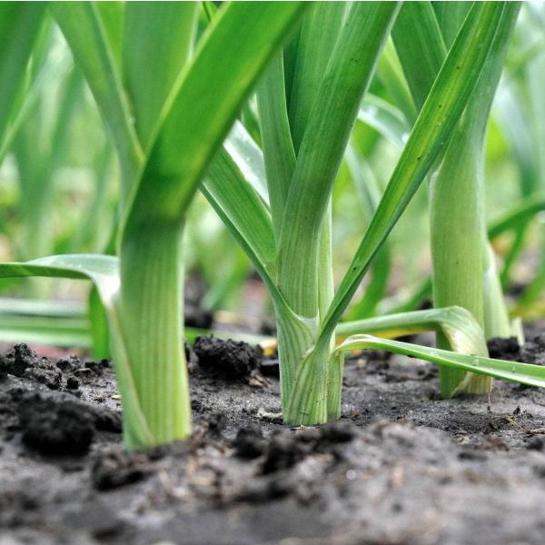 AcquaGarden Leeks 'Jolant' (Mid Cropping)