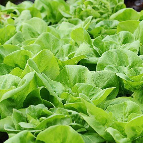 AcquaGarden Lettuce 'Butterhead'