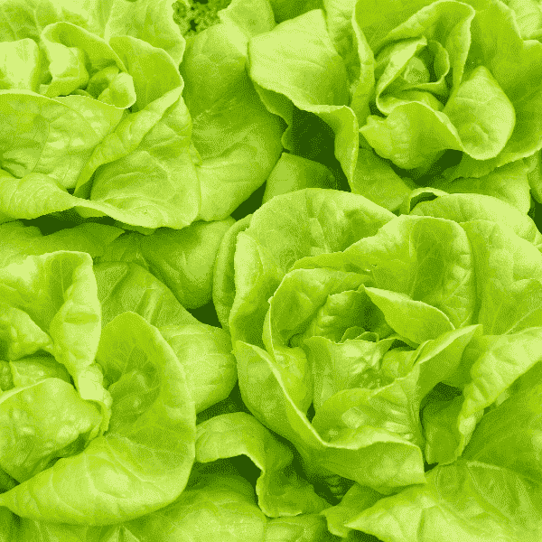 AcquaGarden Lettuce 'Butterhead'