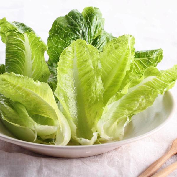 AcquaGarden Lettuce 'Cos’