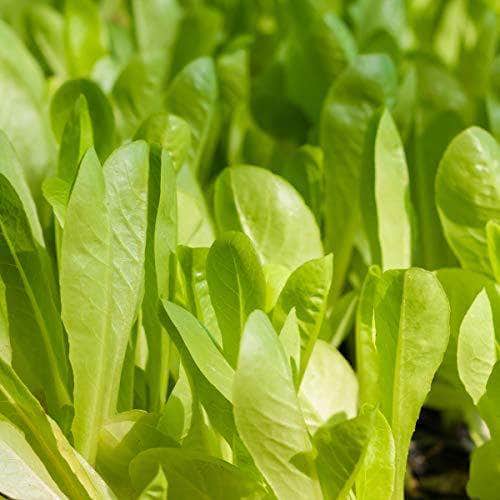AcquaGarden Lettuce 'Cos’