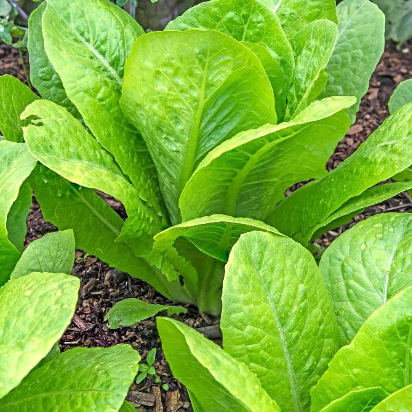 AcquaGarden Lettuce 'Cos’