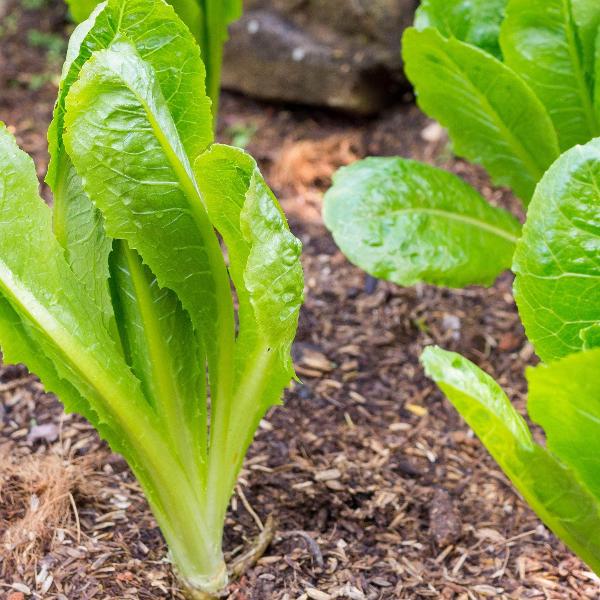 AcquaGarden Lettuce 'Cos’