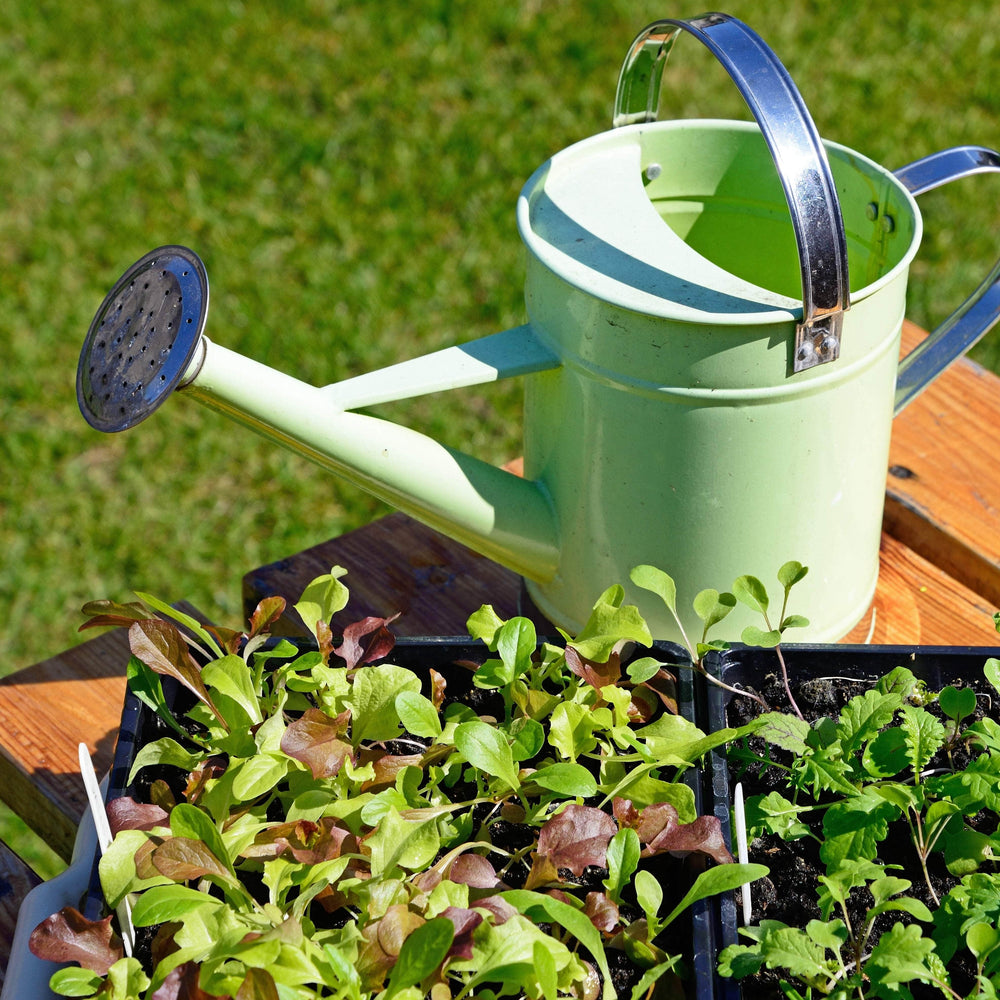 AcquaGarden Lettuce 'Crisp Mix’