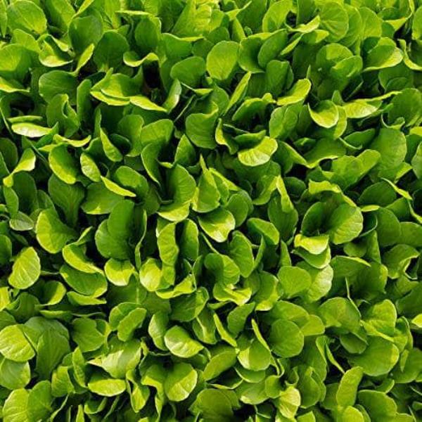 AcquaGarden Lettuce 'Cut and Come Again’