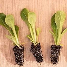 AcquaGarden Lettuce 'Cut and Come Again’