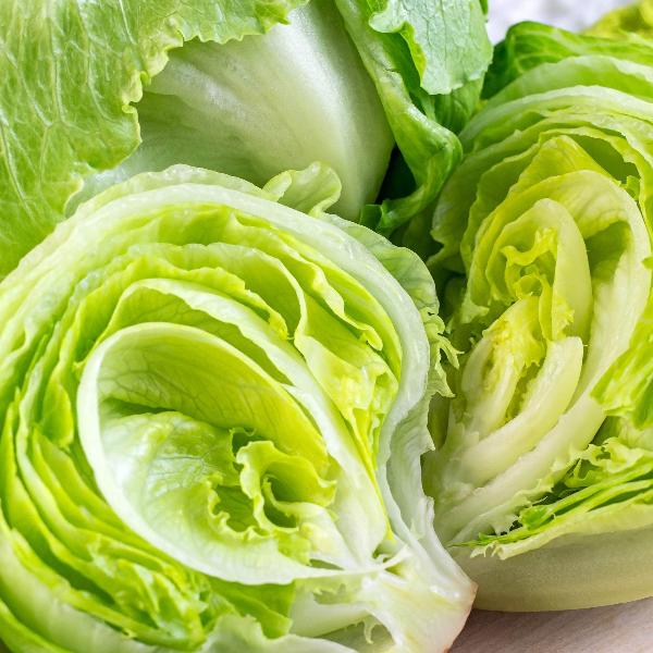 AcquaGarden Lettuce 'Iceberg’