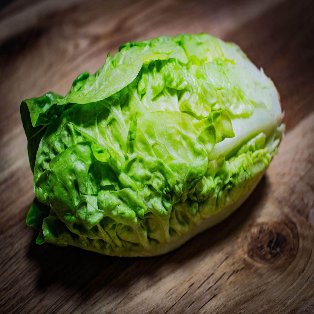 AcquaGarden Lettuce 'Little Gem'