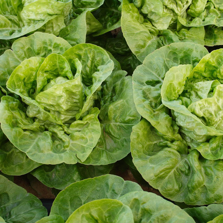 AcquaGarden Lettuce 'Little Gem'