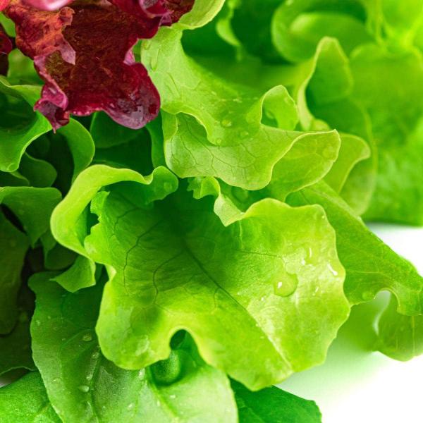 AcquaGarden Lettuce 'Mixed Selection'