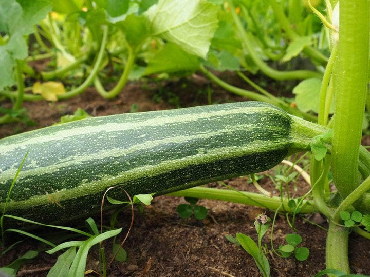 AcquaGarden Marrow 'Tiger Cross'