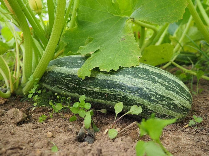 AcquaGarden Marrow 'Tiger Cross'