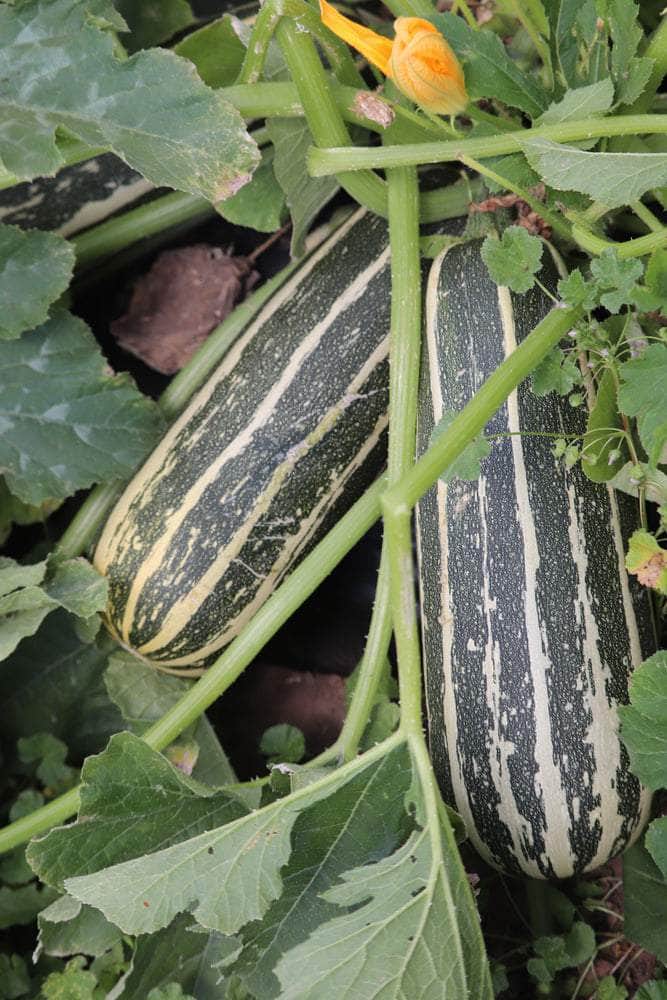 AcquaGarden Marrow 'Tiger Cross'