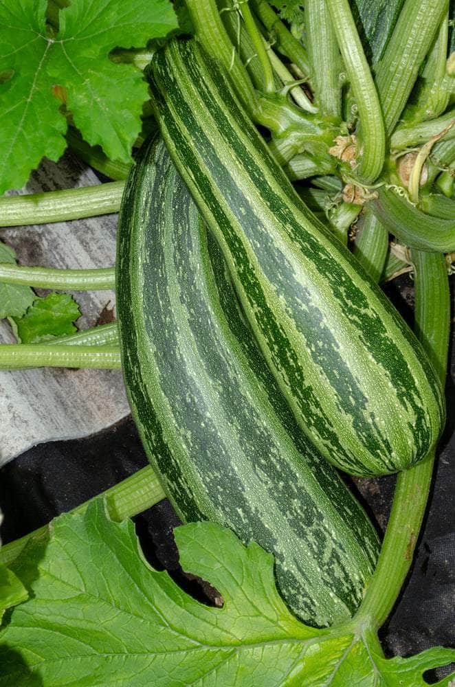 AcquaGarden Marrow 'Tiger Cross'
