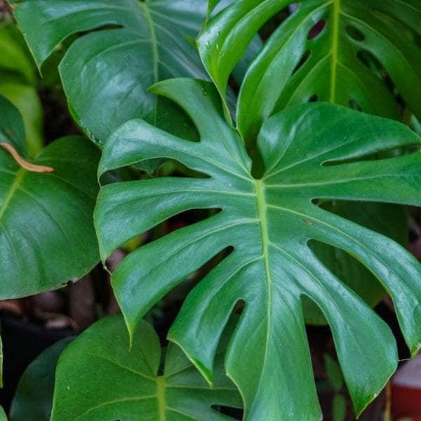AcquaGarden Monstera Deliciosa 'Swiss Cheese Plant'