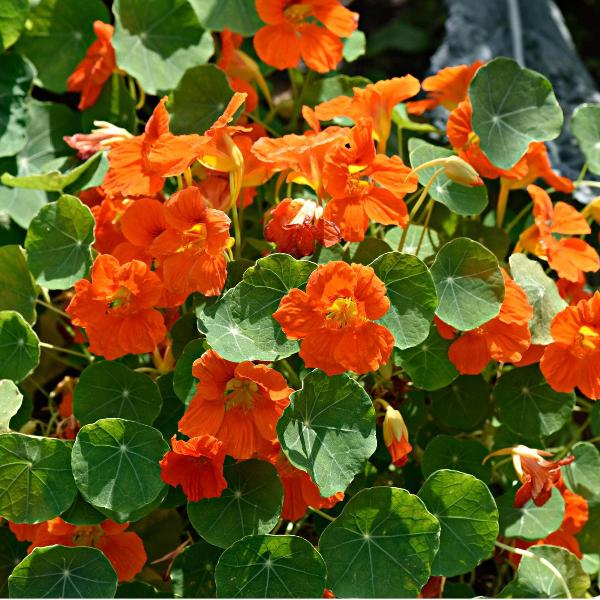 AcquaGarden Nasturtium 'Cottage Garden Mix'