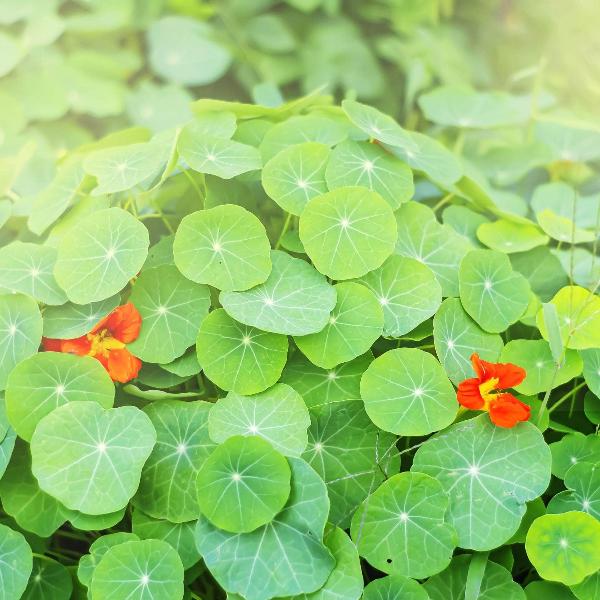 AcquaGarden Nasturtium 'Cottage Garden Mix'