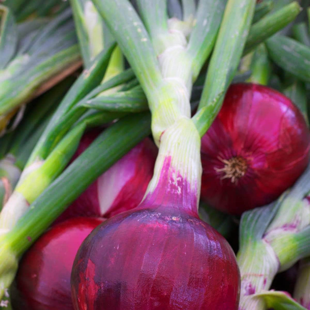 AcquaGarden Onion 'Red Bulb'